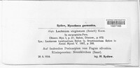 Lachnum virgineum image